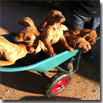 CUCCIOLI IN CARROZZA